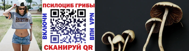 Галлюциногенные грибы Magic Shrooms  даркнет формула  Унеча 